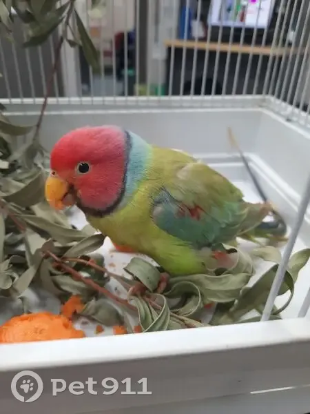 Found: Male Plum-Headed Parakeet in Aspendale - photo