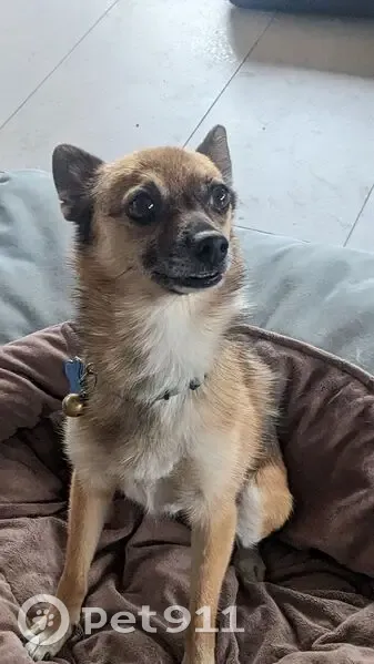 Lost Small Pom/Chi Cross in Norwood - photo