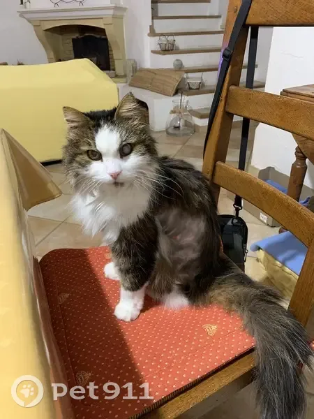 Chat tigré 16 ans perdu à Toulon - photo