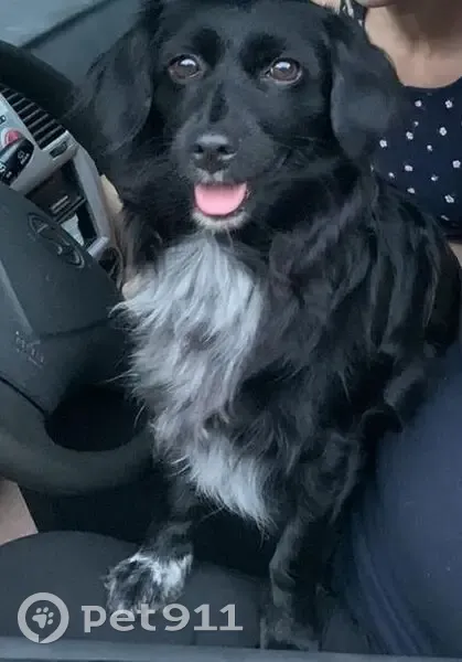 Зникла собака: Тіна, 7 років, Київ - photo