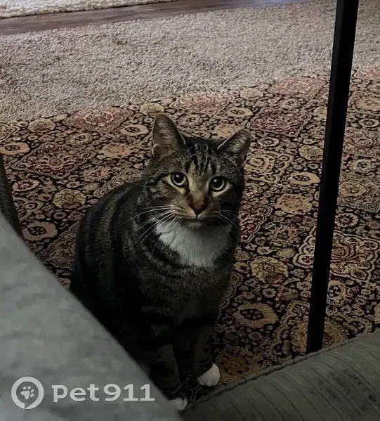 Lost Male Tabby Cat on West Elder Dr - photo