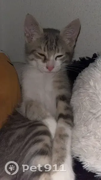Chaton perdu Chemin Lafitte, Bordeaux - photo