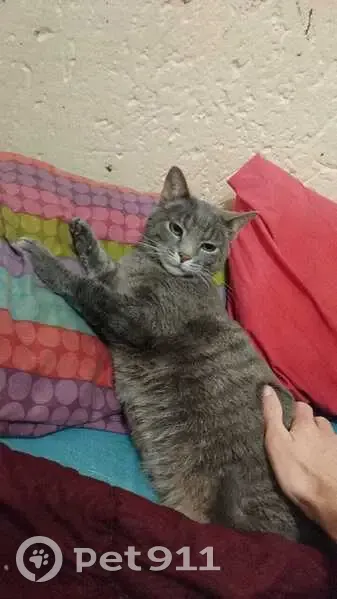 Lost Grey Tabby Cat in Edenvale - photo