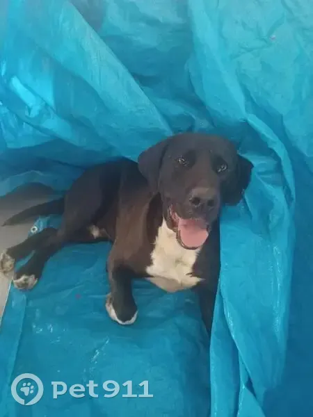 cachorro encontrada - photo