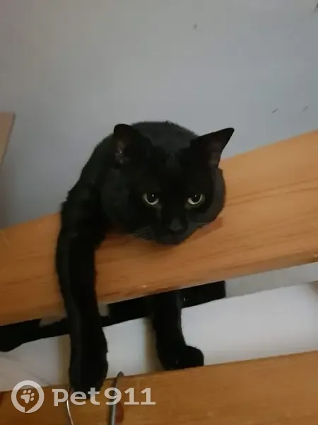 Chat noir perdu à Épinay-sur-Seine - photo
