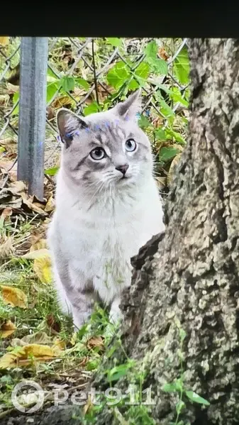 Lost Cat: White with Grey Face Spots - photo