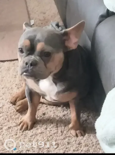 Lost Dog: Coco, Brown with Underbite - photo