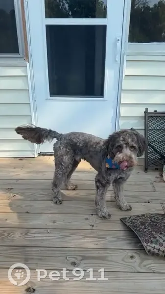 Lost Brown Goldendoodle - Walkertown - photo