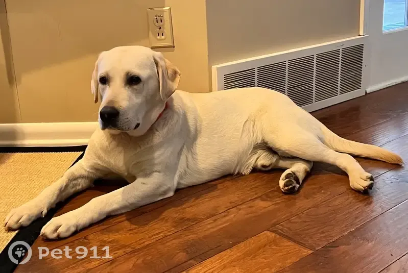 Lost White Lab in Belton: 55 lbs, Shy - photo