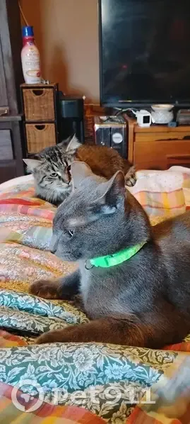 Lost Russian Blue Cat: Lecanto, FL - photo