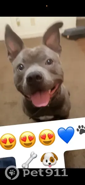 Lost Dog on Greison Trail: Grey & Pointy! - photo