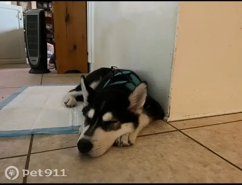 Lost Dog: Blue-Eyed Pup in Woodstock - photo