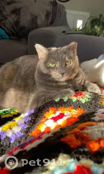 Lost Cat: Cream Patch & Clipped Ear - photo