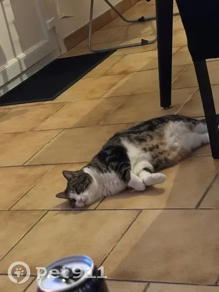 Chat perdu à Sains-en-Gohelle (Hauts-de-France) - photo