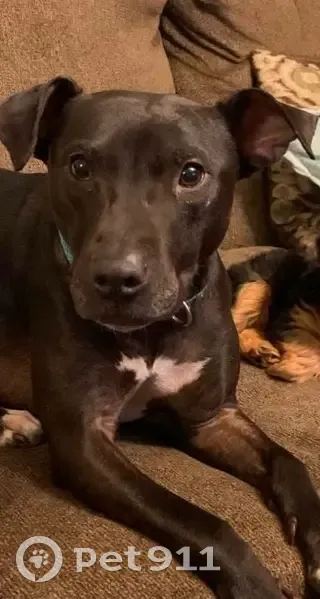 Lost: Skittish Black Dog in Pascagoula - photo