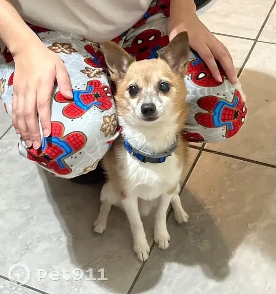 Friendly Tan & White Dog Lost in Paterson - photo