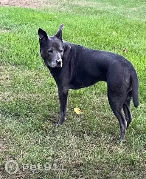 Lost Elderly Dog: Judd Rd, Willis 10038 - photo