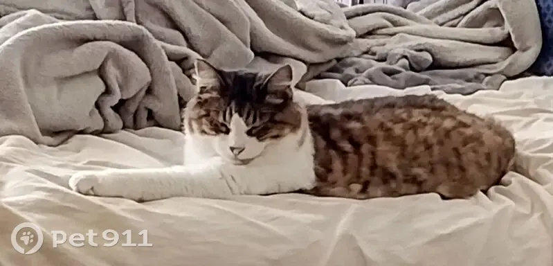 Lost Tabby Cat: Special Needs, Wellston - photo