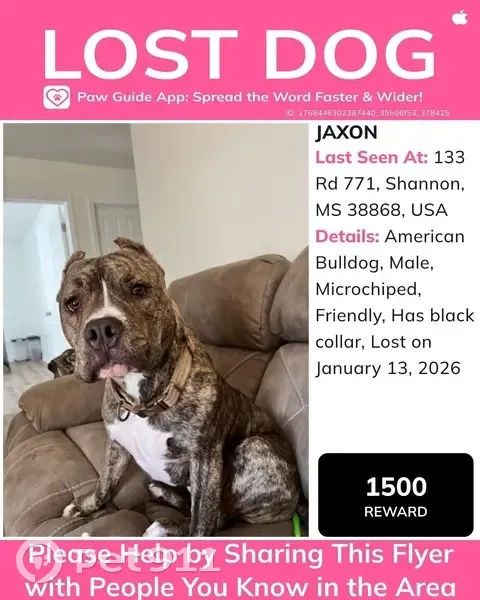 Lost Brindle Dog: Friendly, Unique Markings - photo