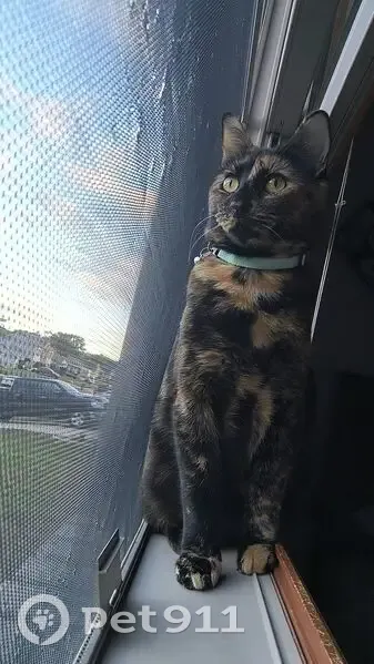 Lost Sweetheart: Piper, Black/Orange Cat - photo