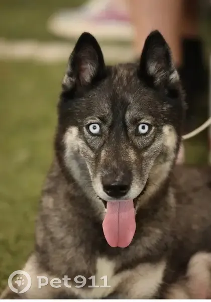 Help Find Moon: Lost Husky in Fairborn - photo