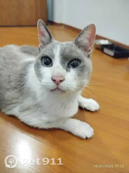 gato encontrada - photo