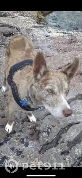 Lost Dog in Mystery Bay, NSW - photo