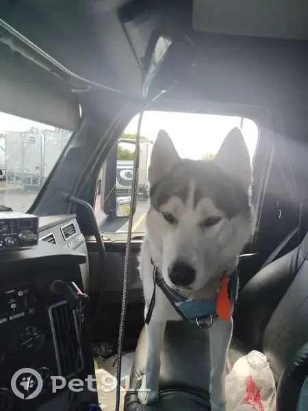 Lost Husky: Fluffy Escaped on Parker Rd - photo