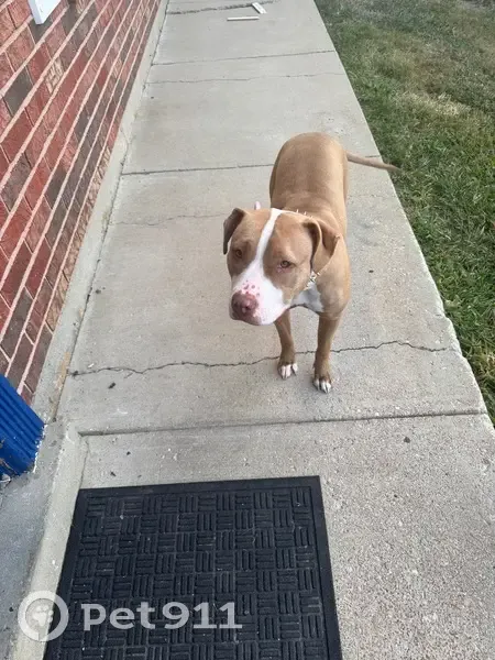 Lost: Light Brown & White Dog, St. Louis - photo