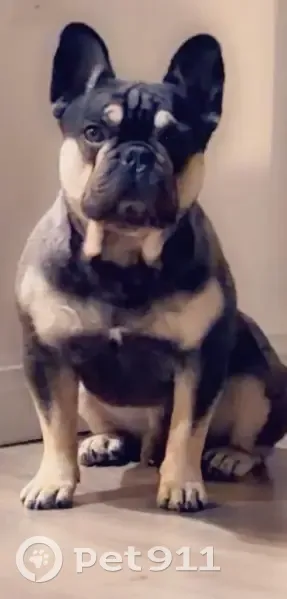 Lost Dog: Black & Tan in Lynwood Area - photo