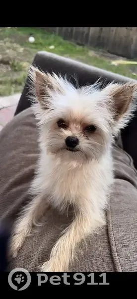 Lost Yorkie: Male, Champagne, 3lbs, FL - photo