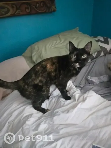 Lost Cat: Brown & Black in Whitby, Livonia - photo