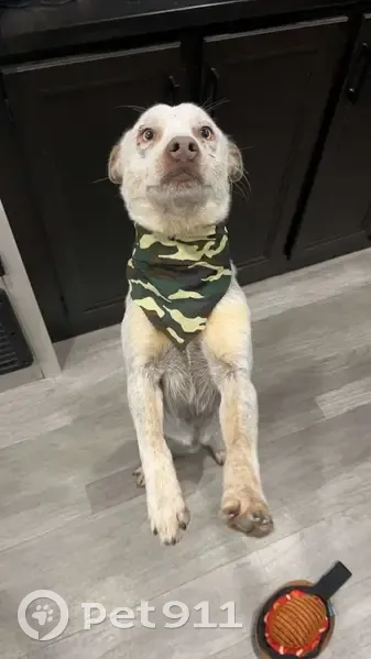 Lost Lilac Blue Heeler Near AR 177 Hwy - photo