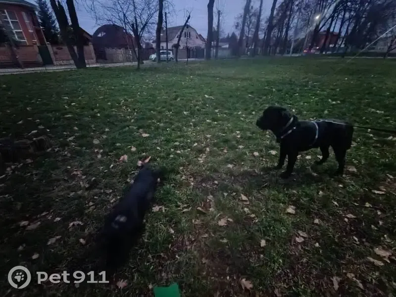 Зникла собака: чорний лабрадор у Вінниці - photo