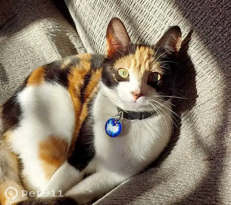 Lost Cat: Friendly, Striking Face, Kraaifontein - photo