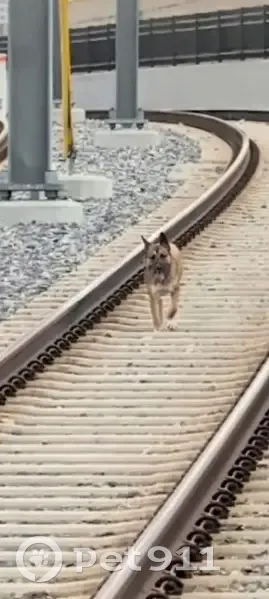 Lost: Nina, Brown German Shepherd Mix - photo