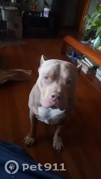 Friendly Lost Dog on County Road 3400 - photo