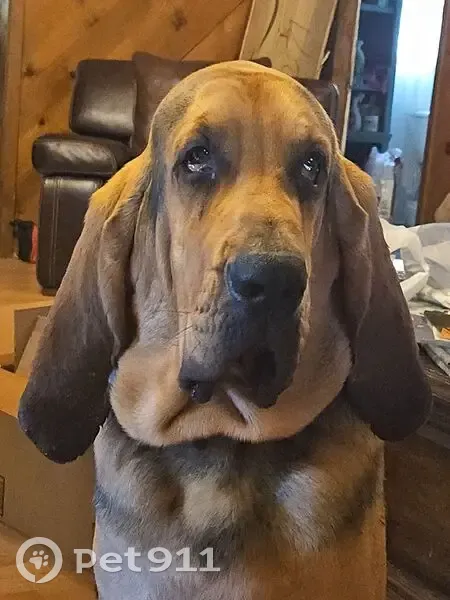 Lost Bloodhound on Rainey Rd, Beebe - photo