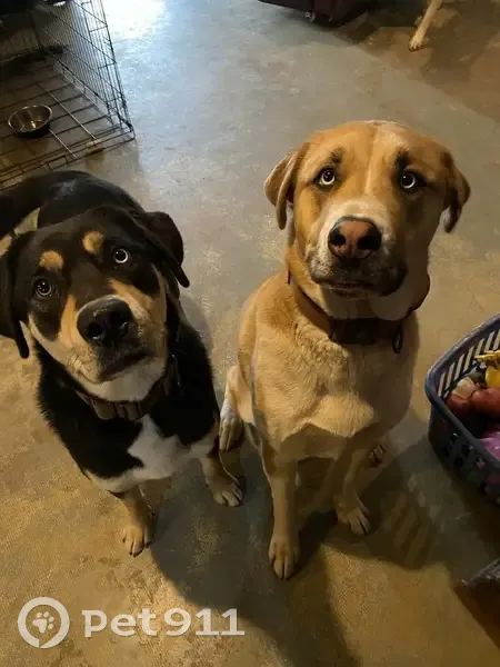 Lost Dog Near Westbrook Rd, Ionia 3425 - photo