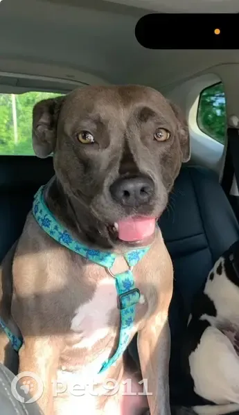 Lost Staffy Dori: Blue Harness, Hixson Pike - photo