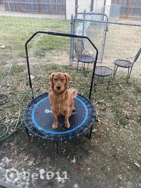 Lost Golden Retriever on Memphis St, Aurora - photo