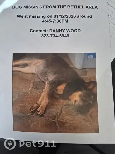 Lost Blue Heeler: Friendly Older Female - photo