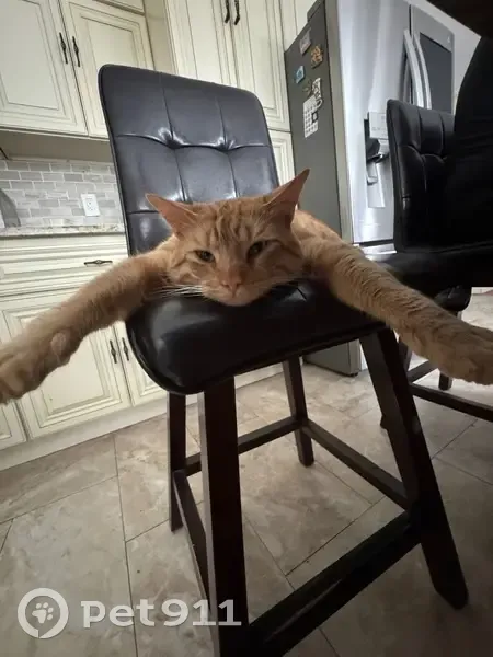 Lost Orange Cat 'Sol' in North Brunswick - photo