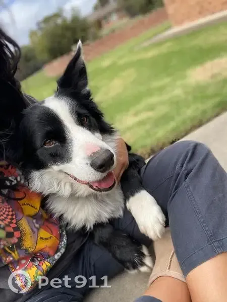 Lost Dog in Meadow Flat: Friendly & Cuddly - photo