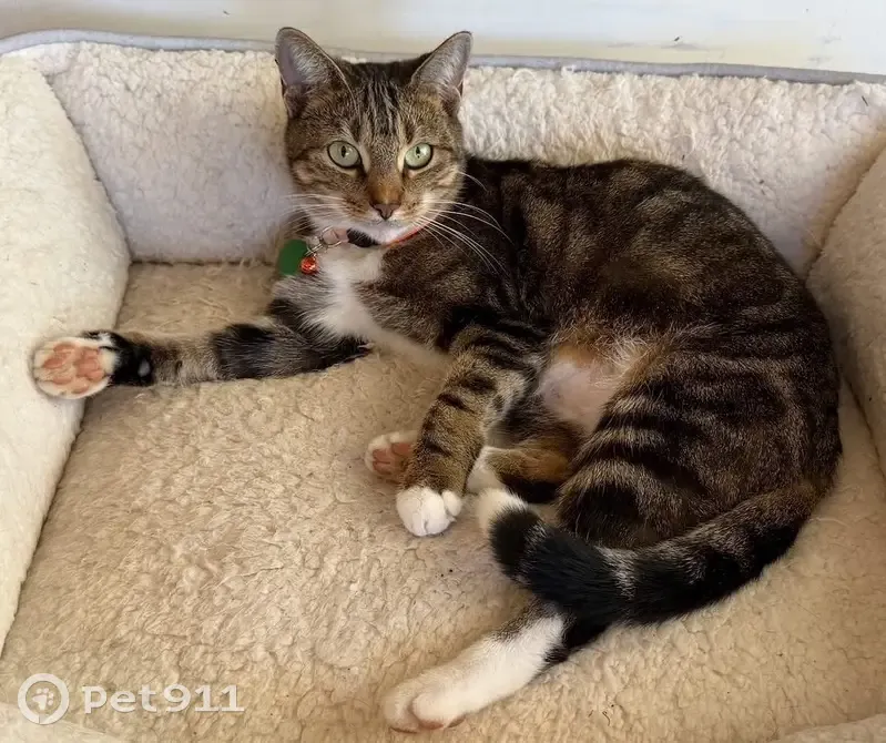 Missing Cat: White Paws & Tipped Tail - photo