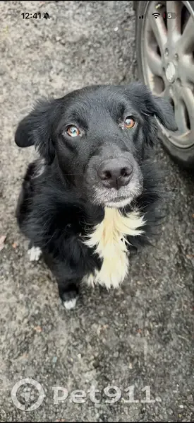 Lost Black Aussie: No Tail, Athletic Build - photo