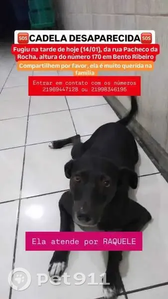 cachorro desaparecida - photo