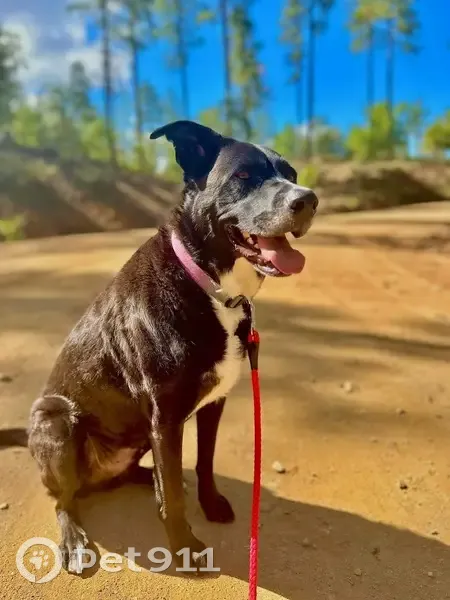 Lost Black & White Dog in Hacienda Heights - photo