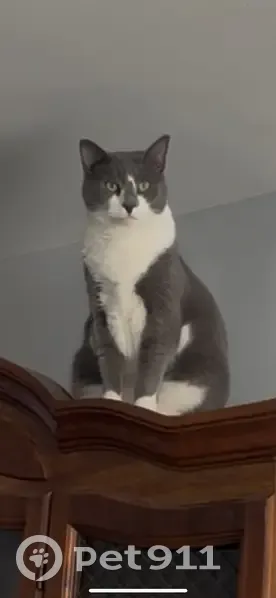 Lost Tuxedo Cat: Unique Marking Found - photo