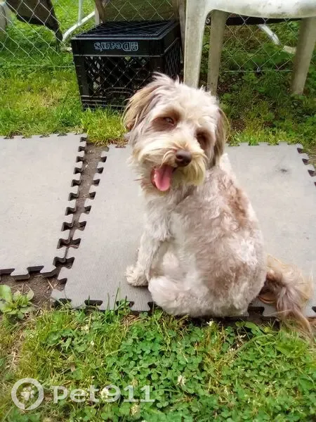 Help Find Missing Mini Schnauzer! - photo